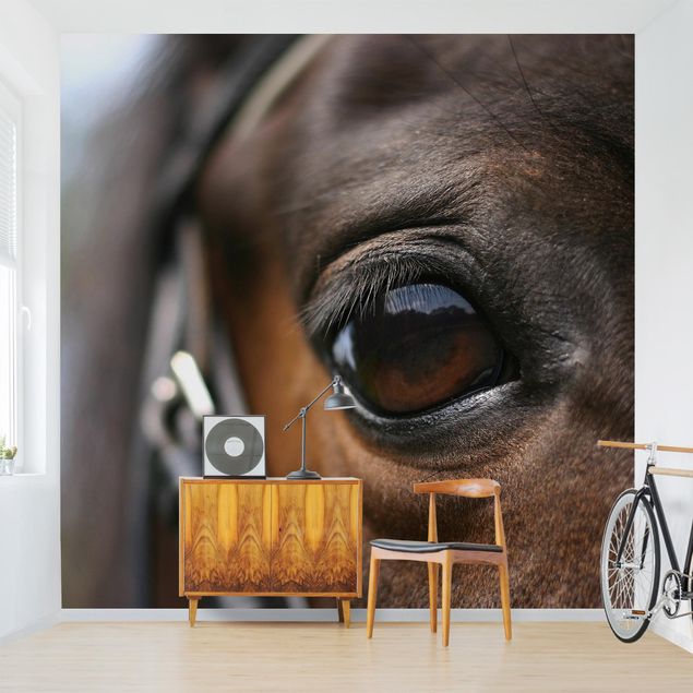 Papel pintado caballos Horse Eye