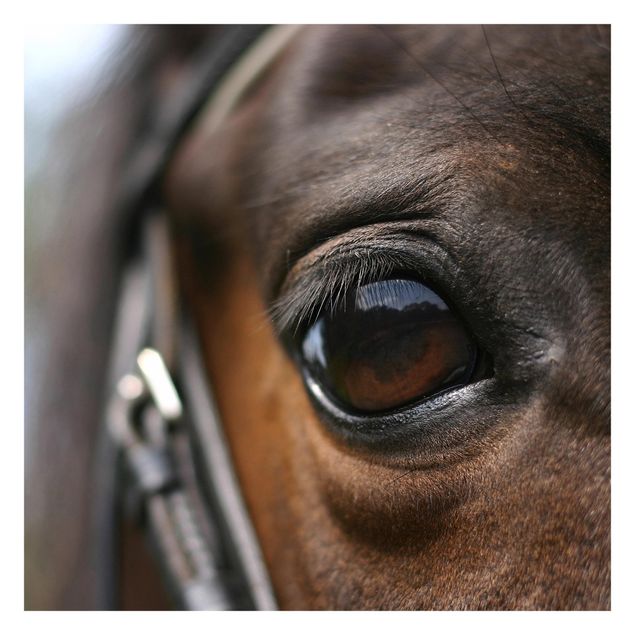 Papel pintado Horse Eye