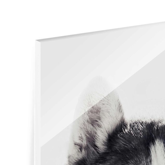 Cuadros modernos Husky Portrait