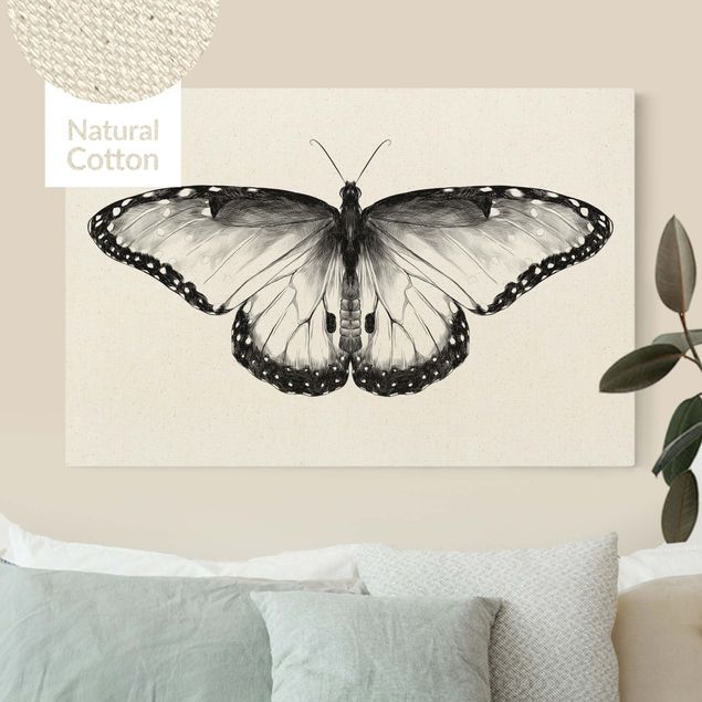 Lienzos de mariposas Illustration Flying Common Morpho Black