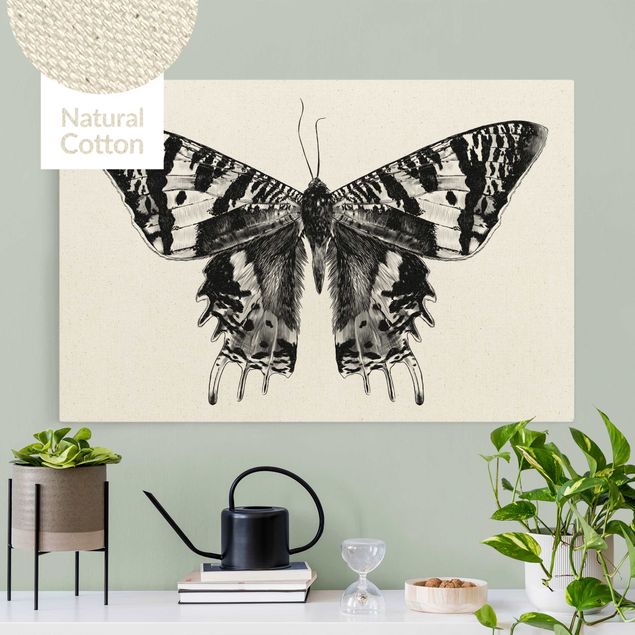 Lienzos de mariposas Illustration Flying Madagascan Butterfly