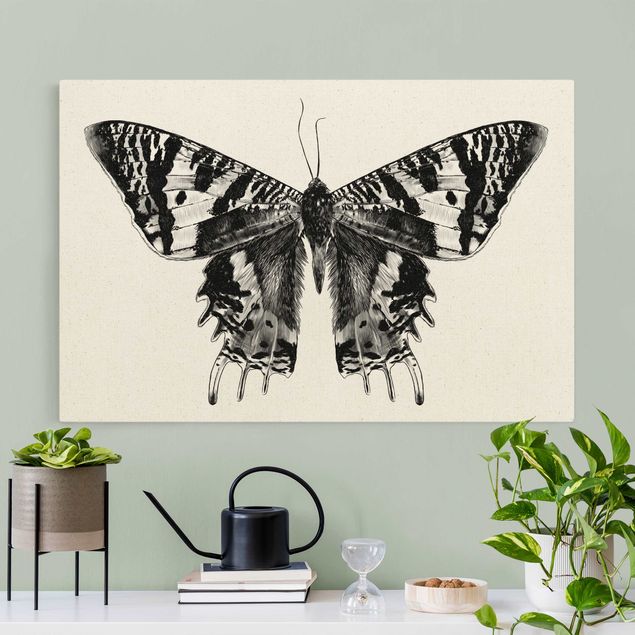 Cuadros de mariposas y flores Illustration Flying Madagascan Butterfly