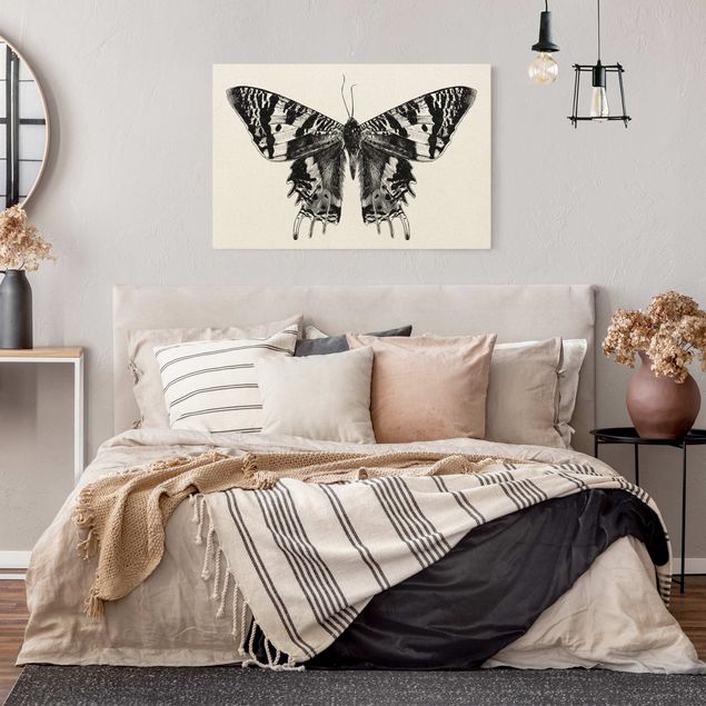 Cuadros modernos y elegantes Illustration Flying Madagascan Butterfly
