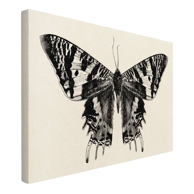 Cuadro negro Illustration Flying Madagascan Butterfly