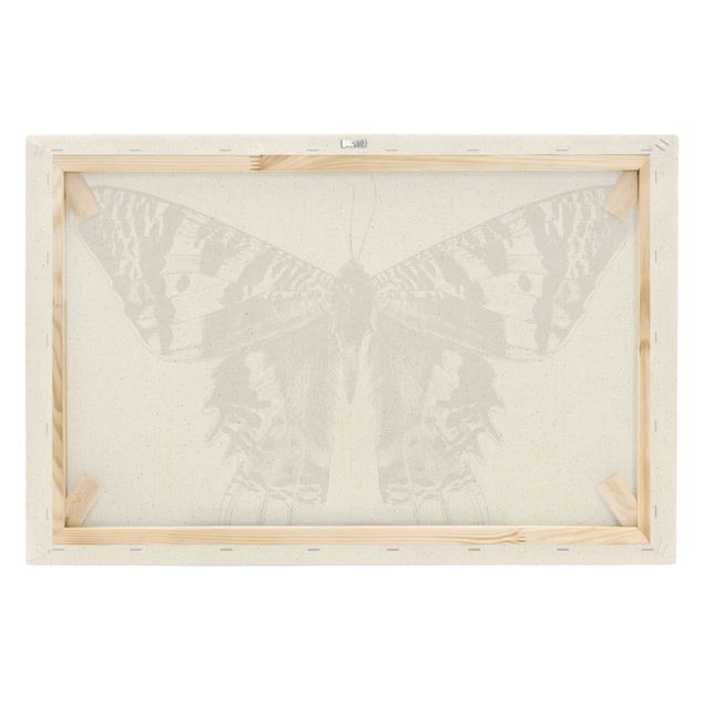 Lienzos decorativos Illustration Flying Madagascan Butterfly
