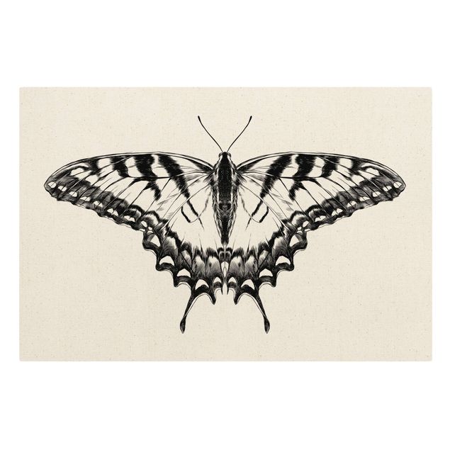 Lienzos animal Illustration Flying Tiger Swallowtail Black