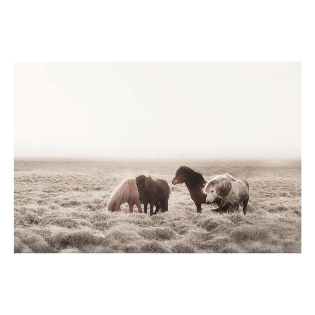 Cuadros de animales Wild Icelandic Horse