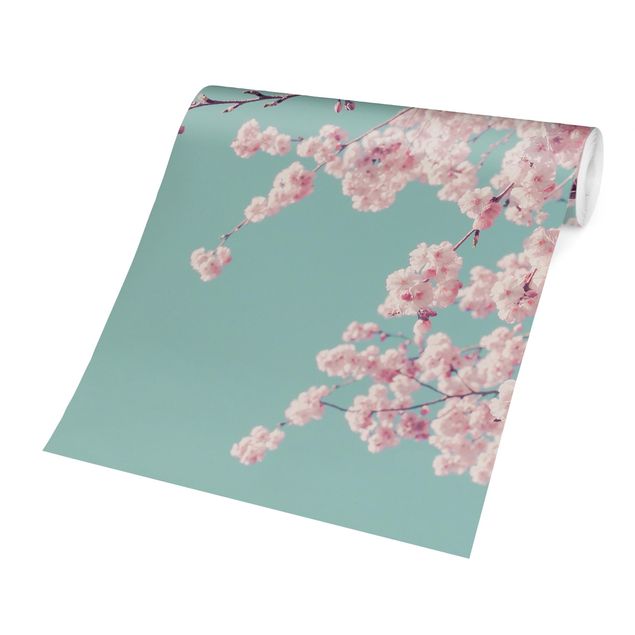 Papel pintado rosa Japanese Cherry Blossoms