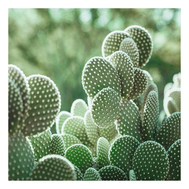 Cuadros verdes Cacti