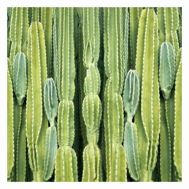 Papeles pintados Cactus Wall