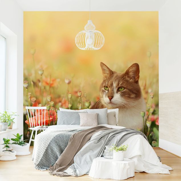 Papel pintado amapolas Cat In A Field Of Poppies