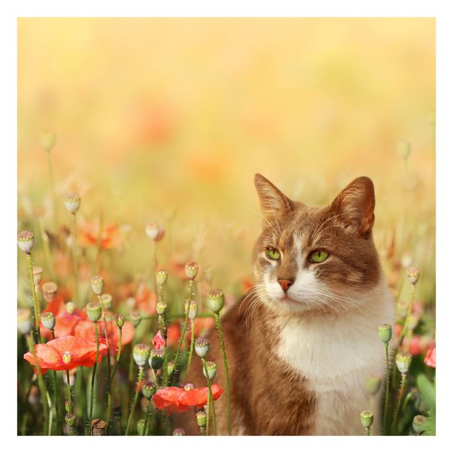 Papel de pared Cat In A Field Of Poppies