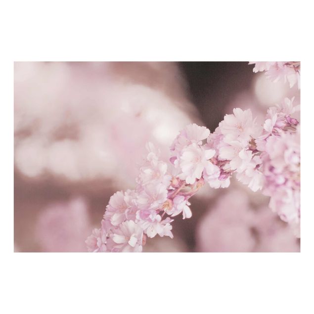 Cuadros en tonos beige y marrón Cherry Blossoms In Purple Light
