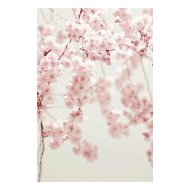 Cuadros de Monika Strigel Dancing Cherry Blossoms