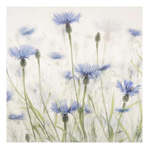 Cuadros lila Cornflowers And Grasses In A Field