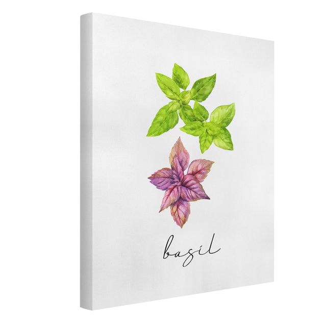 Cuadro de especias Herbs Illustration Basil