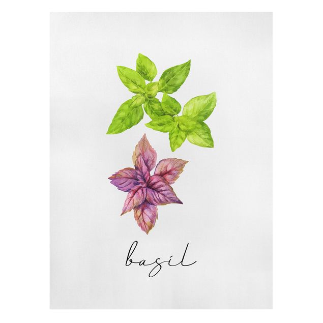 Cuadros plantas Herbs Illustration Basil