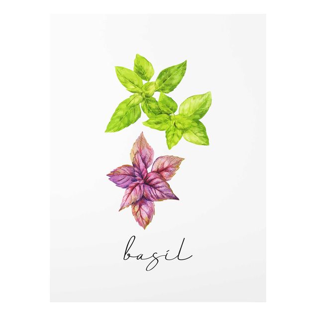 Cuadro verde Herbs Illustration Basil