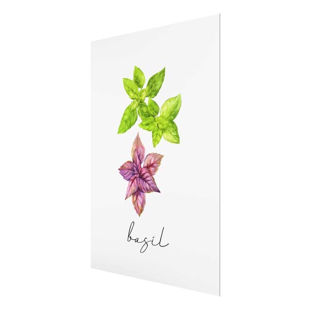 Cuadros decorativos Herbs Illustration Basil