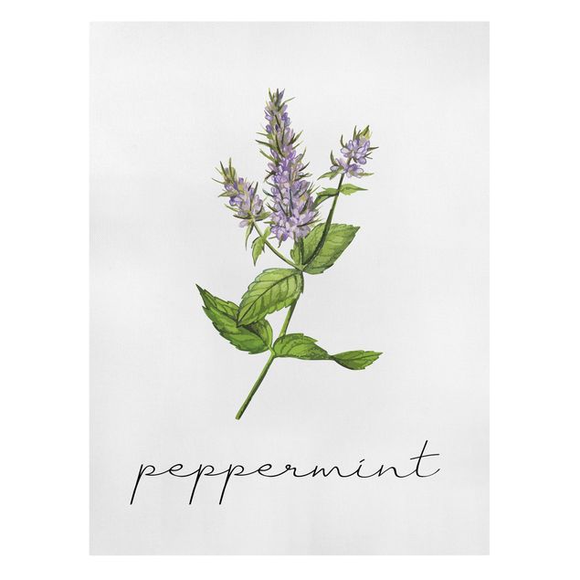 Cuadros plantas Herbs Illustration Pepper Mint