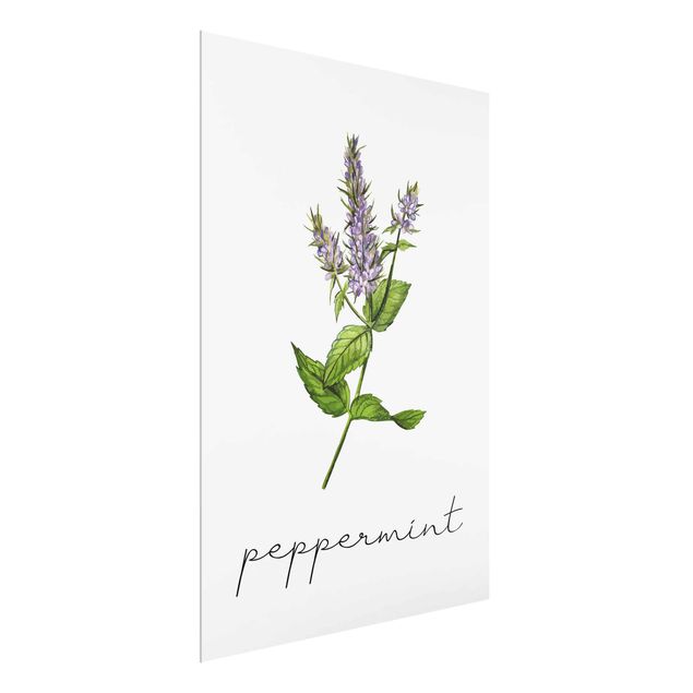 Cuadros de plantas Herbs Illustration Pepper Mint