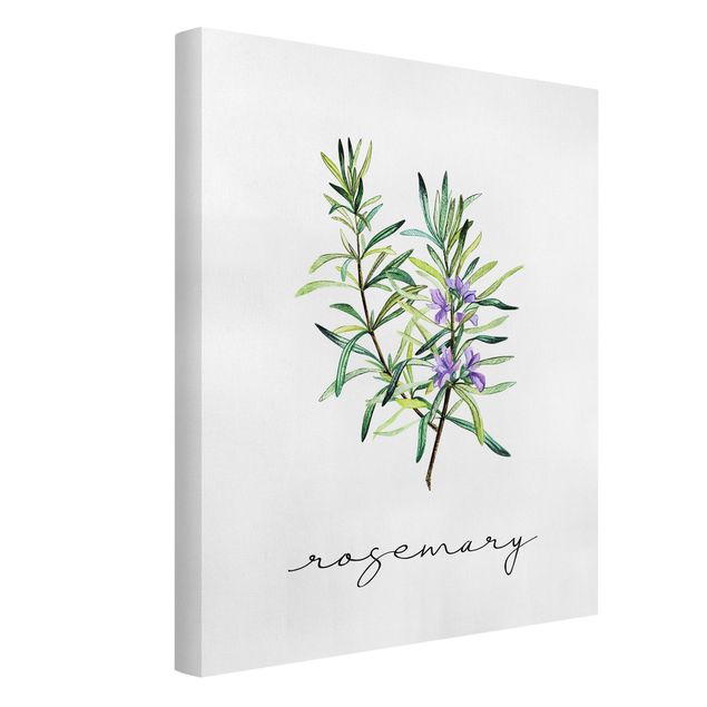 Cuadros en lienzo de flores Herbs Illustration Rosemary
