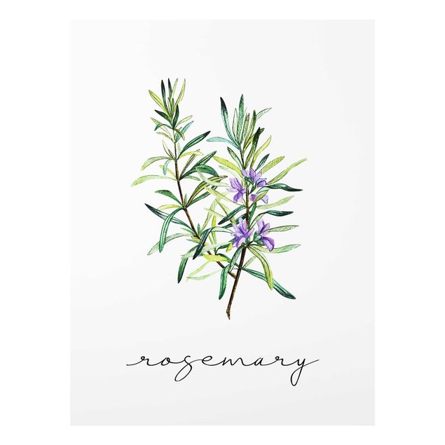 Cuadros de plantas Herbs Illustration Rosemary