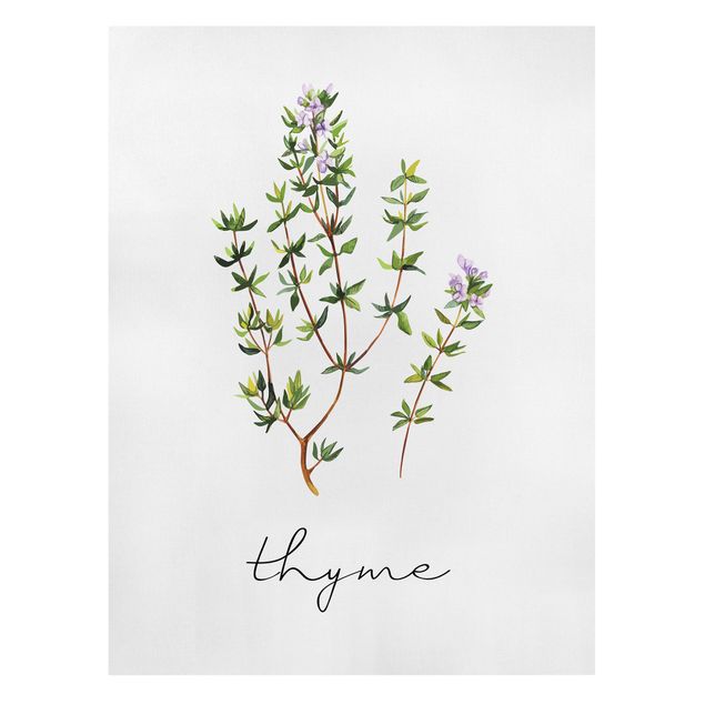 Cuadros plantas Herbs Illustration Thyme