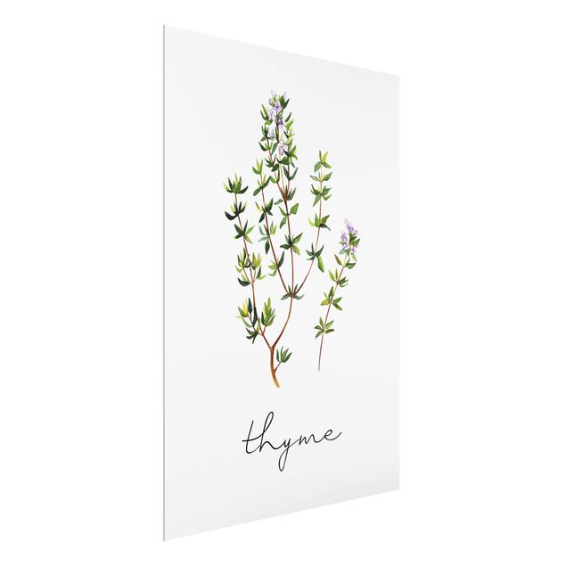 Cuadros de plantas Herbs Illustration Thyme