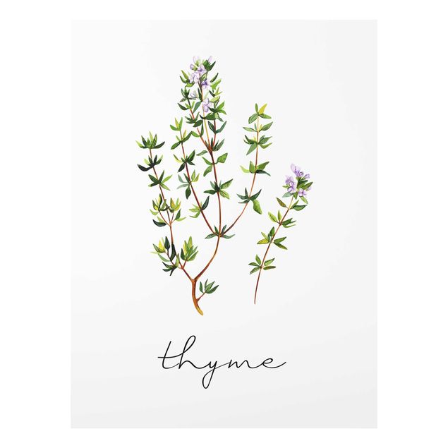 Cuadro verde Herbs Illustration Thyme