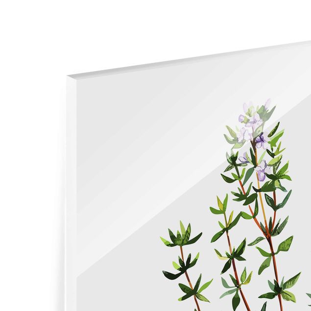 Tableros magnéticos de vidrio Herbs Illustration Thyme