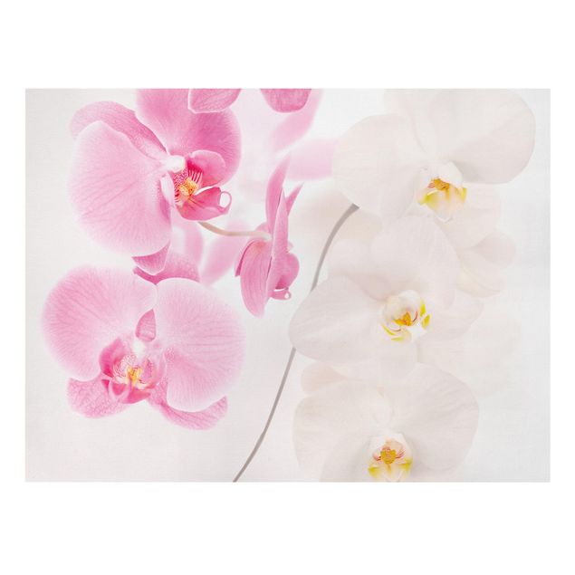 Lienzos de flores Delicate Orchids