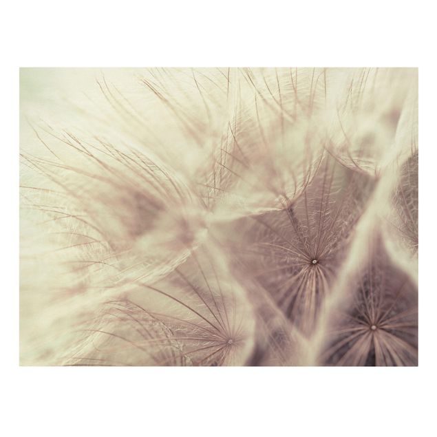 Cuadros plantas Detailed Dandelion Macro Shot With Vintage Blur Effect