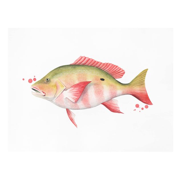 Cuadros modernos Color Catch - Northern Red Snapper