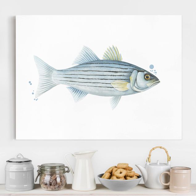 Lienzos de peces Color Catch - White Perch