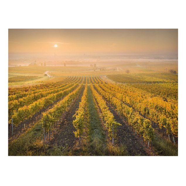 Lienzos paisajes Autumnal Vineyards Near Vienna