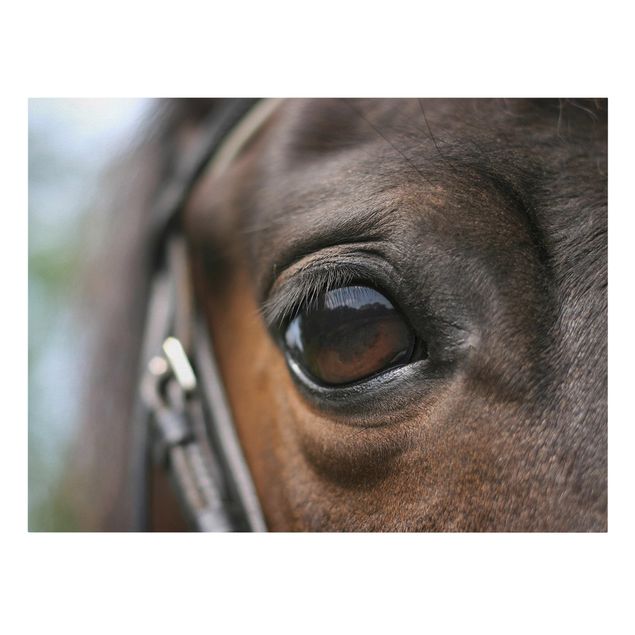 Cuadros modernos y elegantes Horse Eye