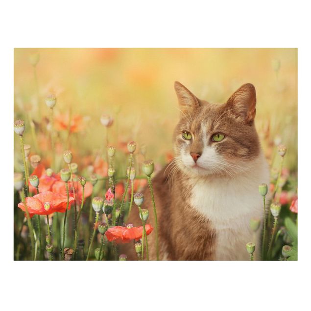 Cuadros de gatos modernos Cat In A Field Of Poppies