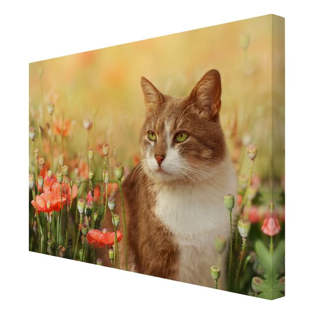 Cuadros en lienzo de flores Cat In A Field Of Poppies