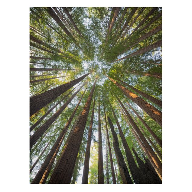 Cuadros de plantas Sequoia Tree Tops Worm'S-Eye View
