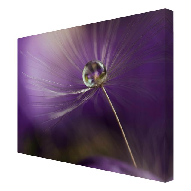 Cuadros lila Dandelion In Violet