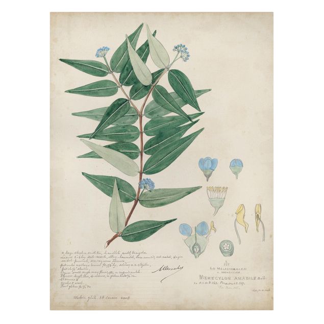Cuadros tonos verdes Melastomataceae - Ambile