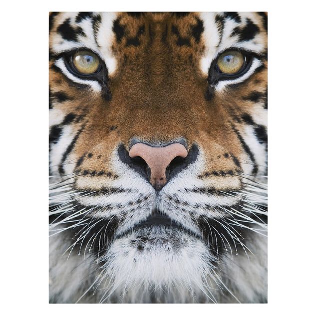 Lienzos de animales Tiger Eyes