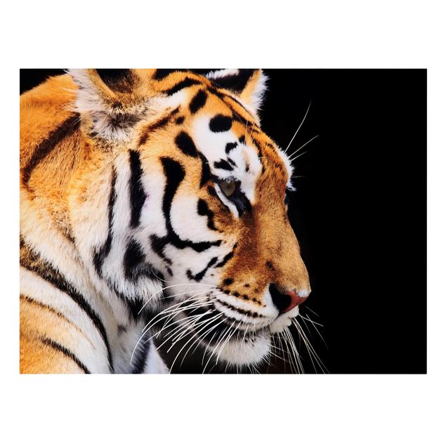 Lienzos animales Tiger Beauty
