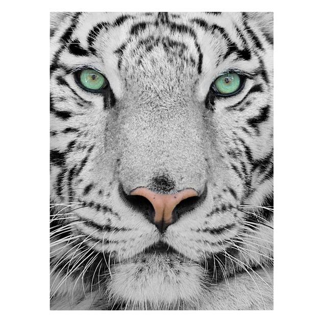 Lienzos blanco y negro White Tiger