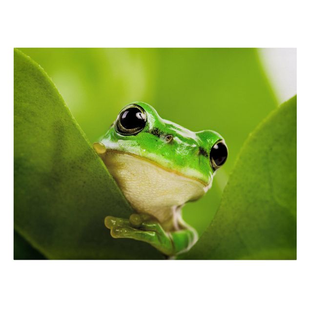 Cuadros animales Frog