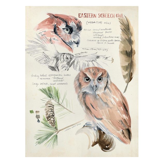 Cuadros marrón Wilderness Journal - Owl