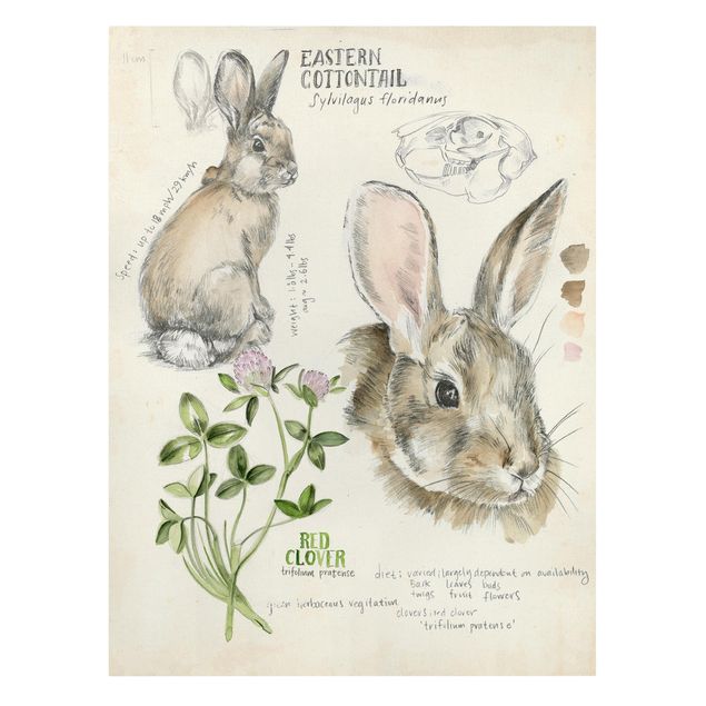 Cuadros marrón Wilderness Journal - Rabbit