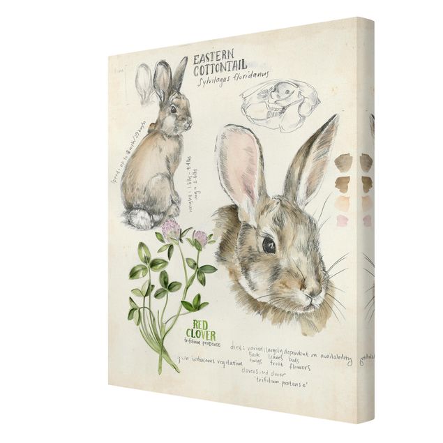 Cuadros Wilderness Journal - Rabbit