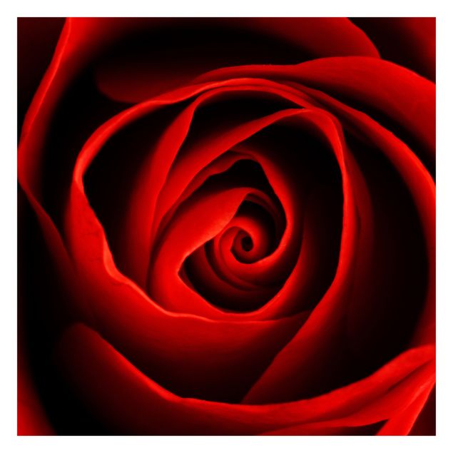 Papeles pintados Lovely Rose